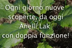 anelli-lak-jpg