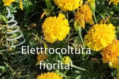 elettrocoltura-fiorita-jpg