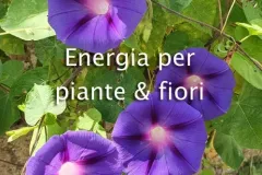 energia-piante-fiori-jpg