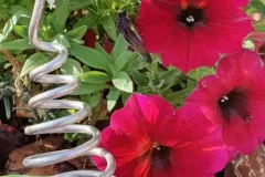 fiori-jpg