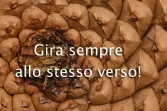 gira-jpg