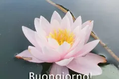 ninfea-jpg