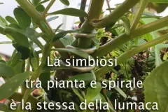 portulaca-jpg