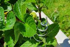 spirale-menta-2